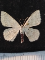 Scopula incanata