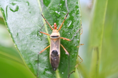 Zelus grassans