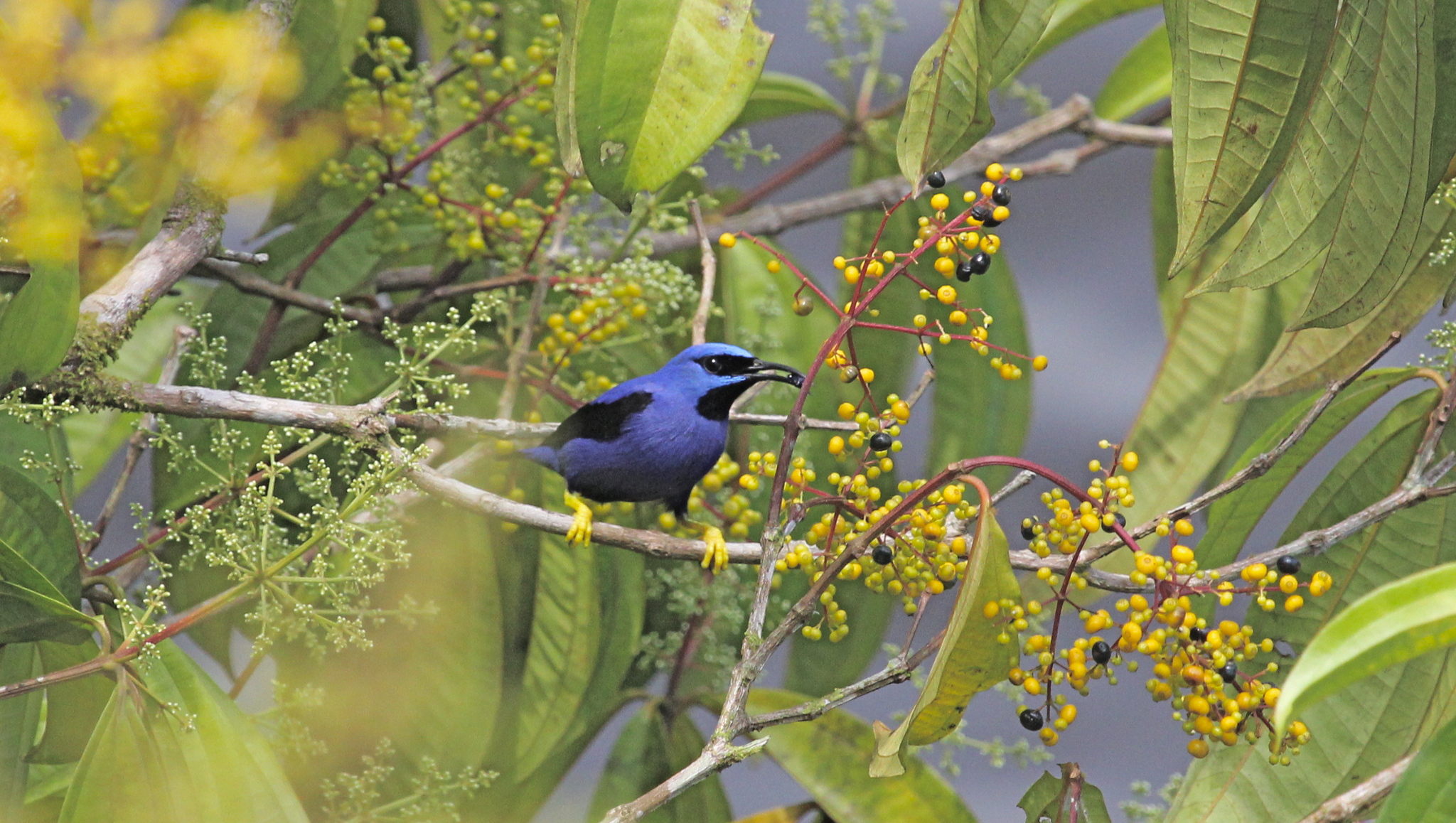 Purple Honeycreeper (Cyanerpes caeruleus)