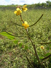 Senna occidentalis image