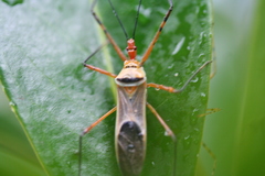 Zelus grassans
