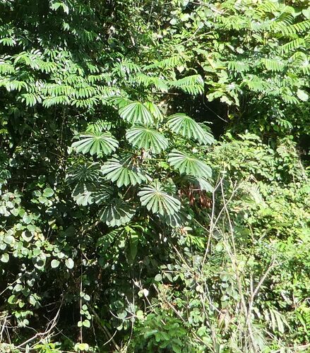 African corkwood tree