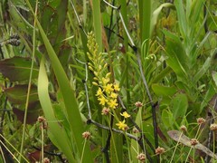 Bulbine cepacea