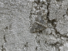 Coenotephria ablutaria