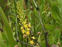 Bulbine cepacea