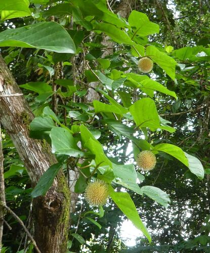 African peach