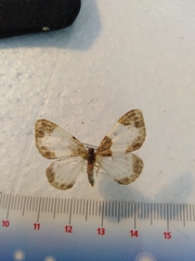 Mesoleuca albicillata