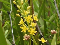 Bulbine cepacea