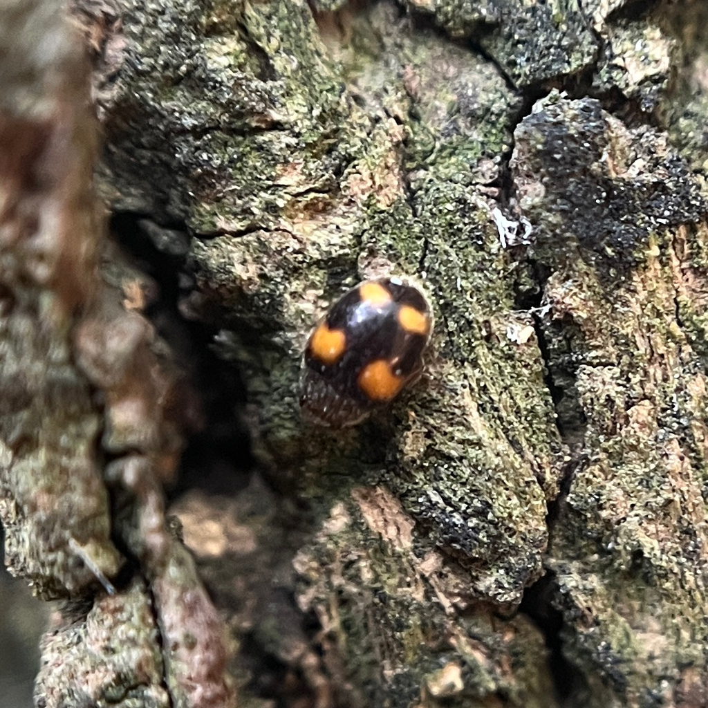 Horniolus sororius
