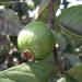 Common Guava - Photo (c) Sylvain Piry, some rights reserved (CC BY-NC), uploaded by Sylvain Piry