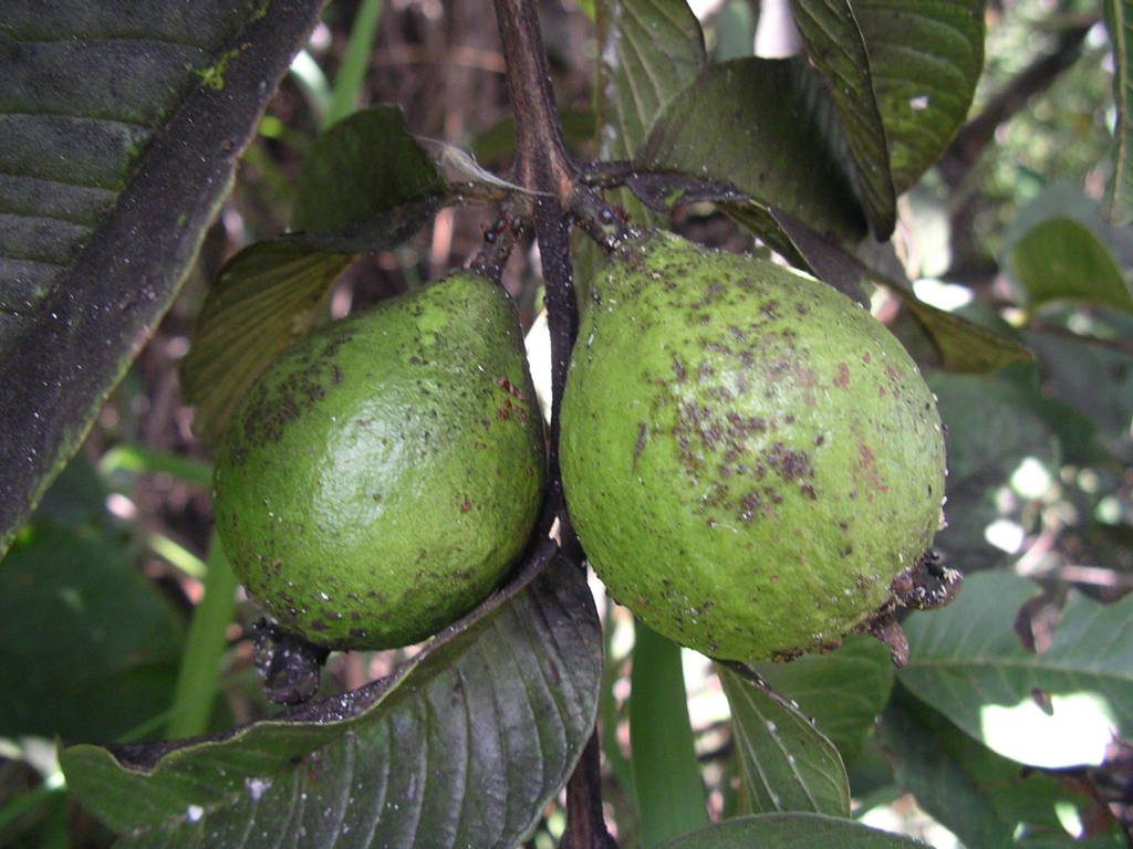 Common guava from Moramanga, Madagascar; Manakana on April 17, 2008 at ...