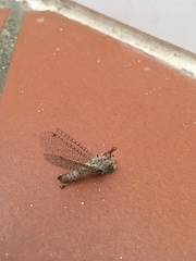 Proctarrelabis capensis