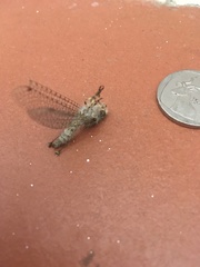 Proctarrelabis capensis