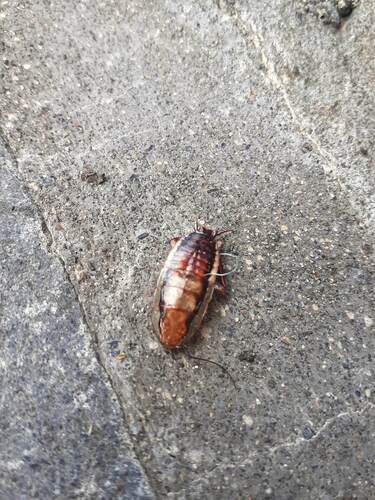 Golden Cockroach photo 4