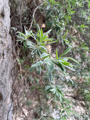 Ebenus cretica