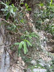 Ebenus cretica, photograph (c) Chase Mathey, some rights reserved (CC BY)