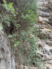 Ebenus cretica, photograph (c) Chase Mathey, some rights reserved (CC BY)