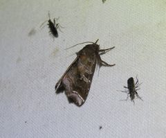 Callopistria placodoides