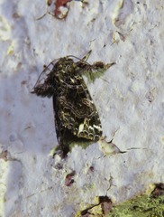 Callopistria rivularis