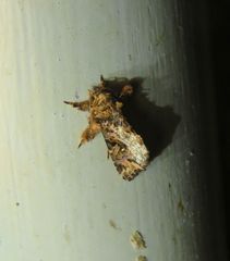 Callopistria rivularis