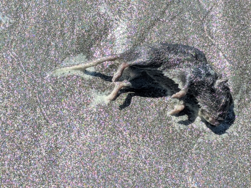 Microtus longicaudus, 2026-04-23