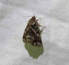 Callopistria rivularis