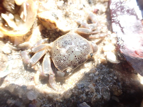 A small brownish grey cover with dark spots closeup