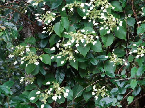 Hydrangea fauriei, photograph 2