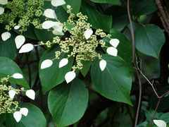 Hydrangea fauriei, photograph 呂一起(Lyu yi-chi), CC BY, iNaturalist via GBIF