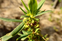 Daphne pseudomezereum