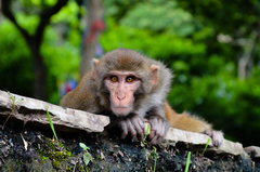 Macaca mulatta