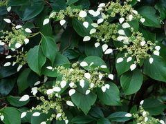 Hydrangea fauriei, photograph 呂一起(Lyu yi-chi), CC BY, iNaturalist via GBIF