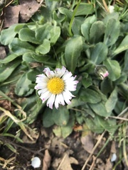 Bellis perennis