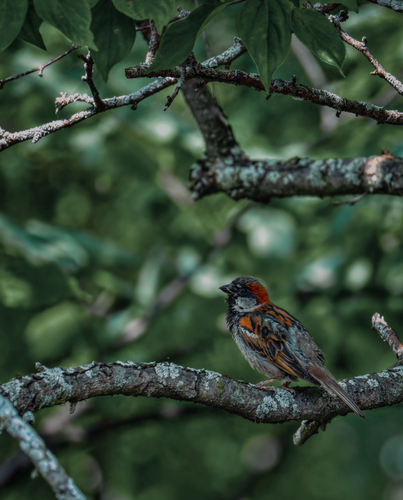 House Sparrow photographed in Illinois