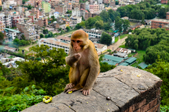 Macaca mulatta