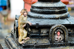 Macaca mulatta