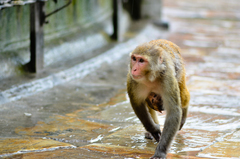 Macaca mulatta