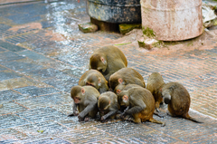 Macaca mulatta