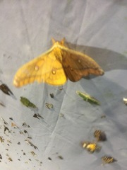 Neodiphthera habemana