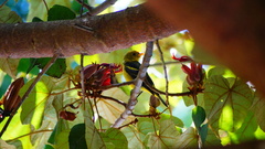 Chiranthodendron pentadactylon
