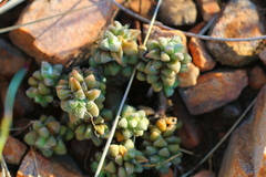 Anacampseros subnuda subnuda