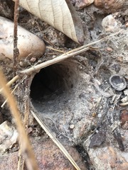 Cyriopagopus longipes