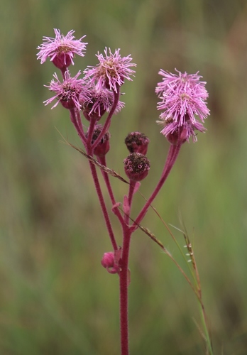 Campuloclinium image