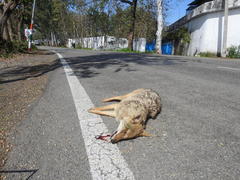 Canis aureus indicus