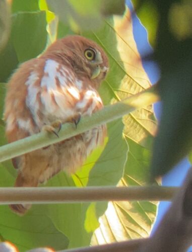 Ferruginous Pygmy-Owl