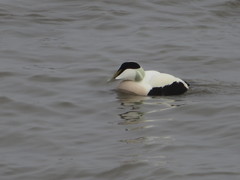 Somateria mollissima