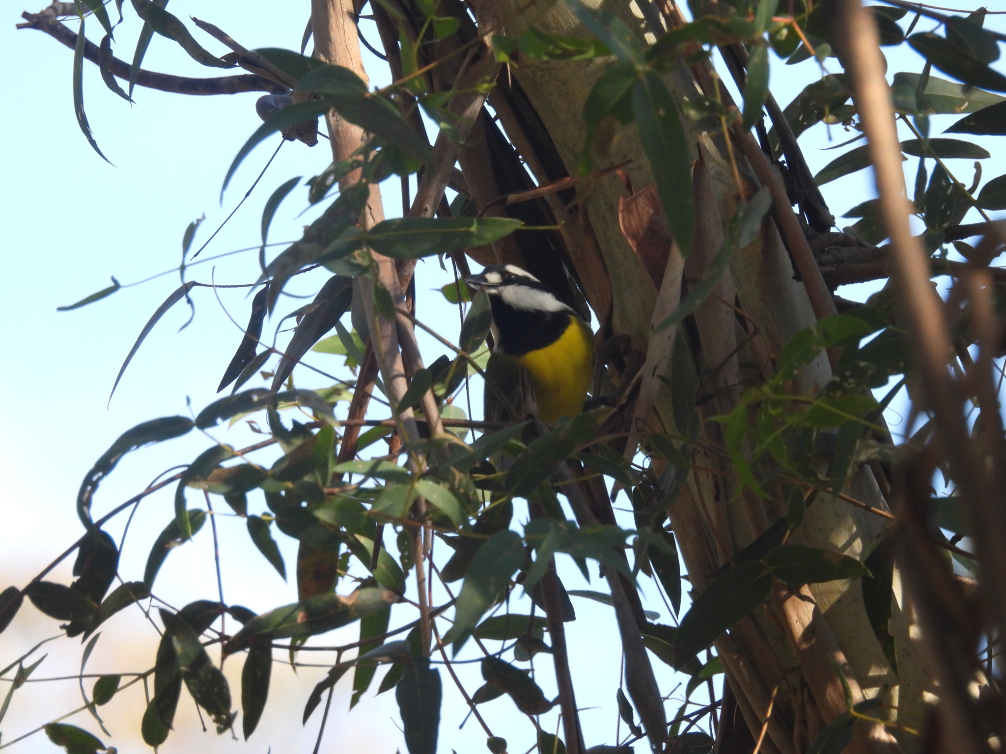 Eastern Shriketit (Falcunculus frontatus), photo 7