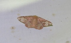 Canaea hyalospila