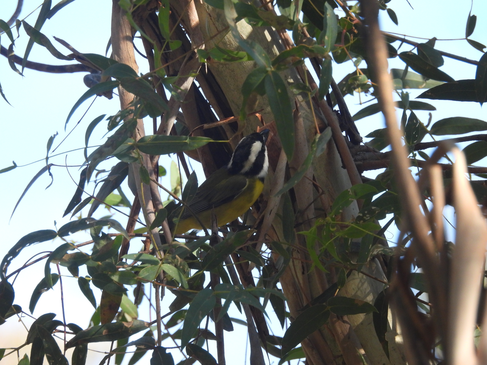 Eastern Shriketit (Falcunculus frontatus), photo 6