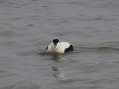 Somateria mollissima